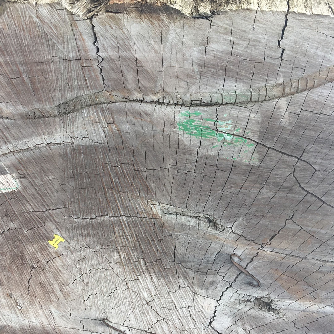 BellaMaisa Shades Lovers Wood 1080 017 bella logs